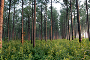 Department of Forestry and Natural Environment Management